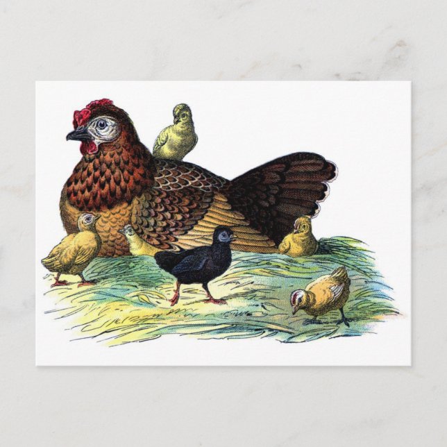 Postal Pollos Vintage Animal (Anverso)