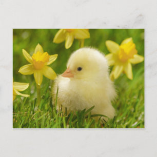 Postal polluelo de bebé en daffodils