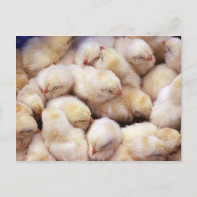 Postal polluelos, cría de pollos (Anverso)