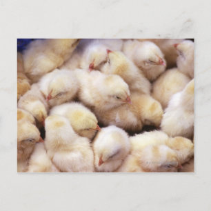 Postal polluelos, cría de pollos