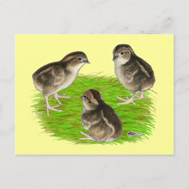 Postal Polluelos de codorniz Bobwhite (Anverso)