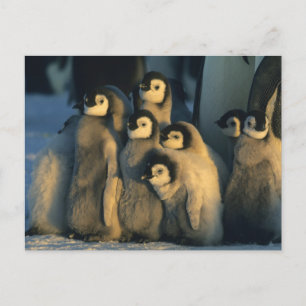 Postal Polluelos de pingüino emperador en guardería, Apte