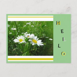 Postal Polvo Collage De Flores Silvestres Daisies. Hola P