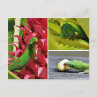 Postal Polvo de oro lindo día gecko piña rosa Hawaii