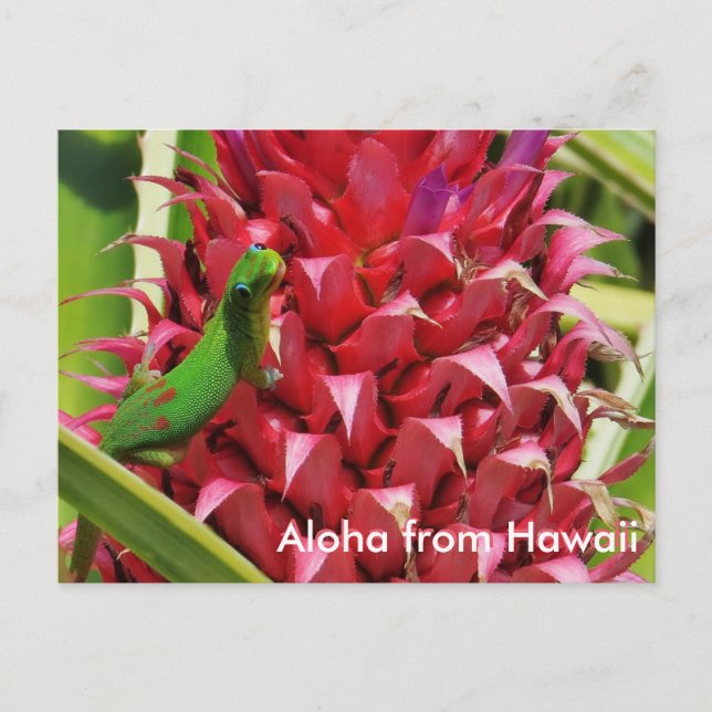 Postal Polvo de oro lindo día gecko piña rosa Hawaii (Anverso)