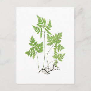 Postal Polypodium dryopteris