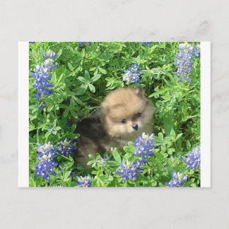 Postal Pom Pup En Bonos Azules