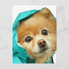 Postal Pom Rainkit Series