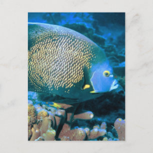 Postal Pomacanthus Fish