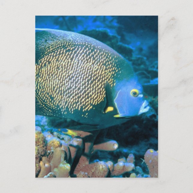 Postal Pomacanthus Fish (Anverso)