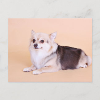 Postal PomChi - Kita