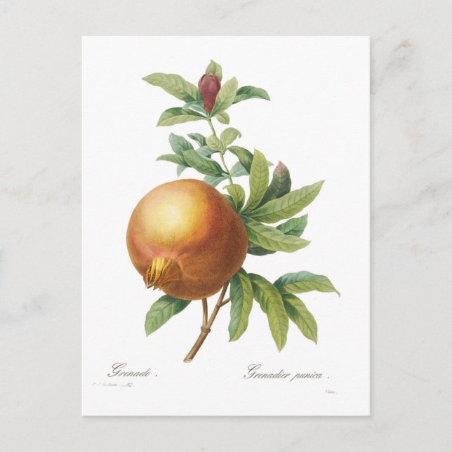 Postal Pomegranato (Anverso)