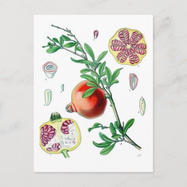 Postal Pomegranato (Anverso)