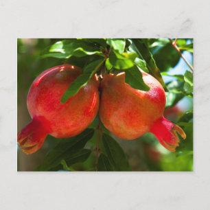 Postal Pomegranato