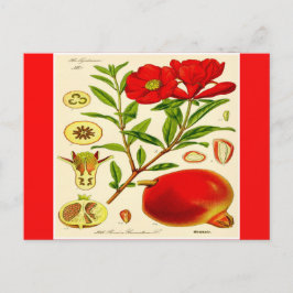 Postal Pomegranato