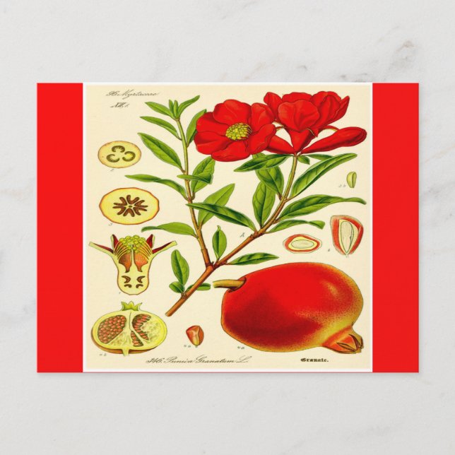 Postal Pomegranato (Anverso)