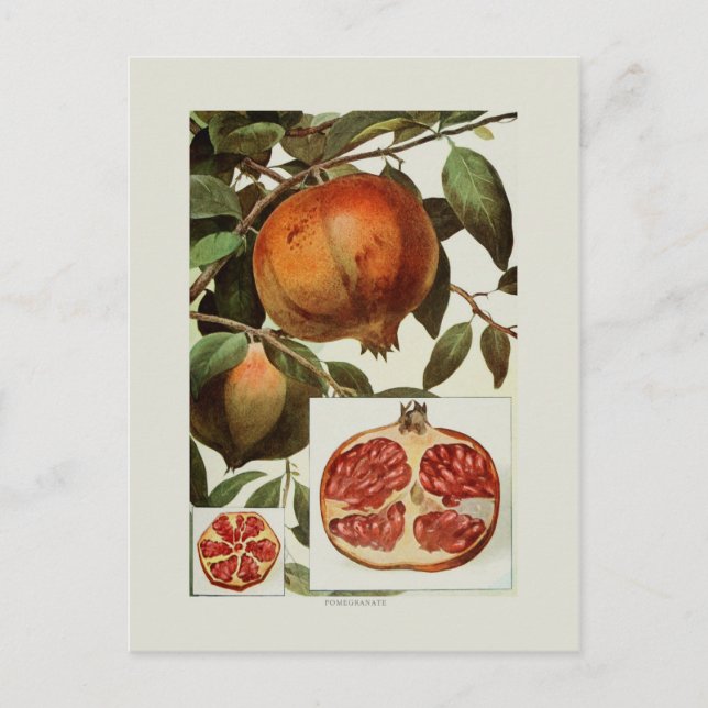 Postal Pomegranato (Anverso)