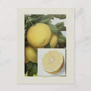 Postal Pomelo