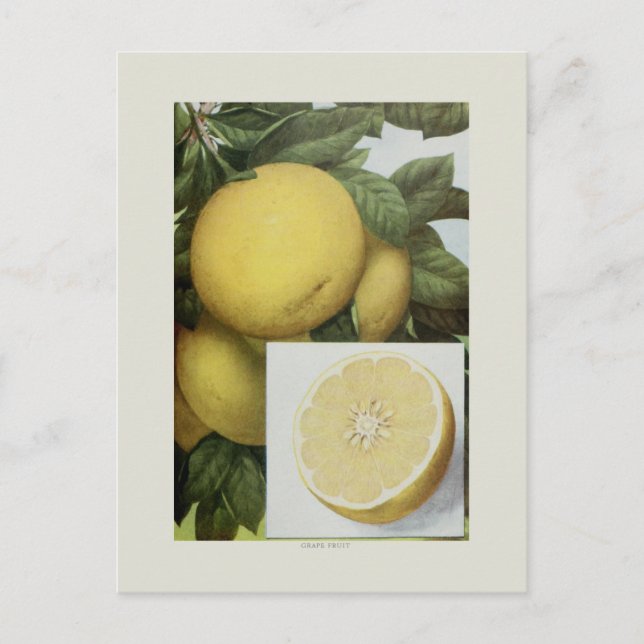 Postal Pomelo (Anverso)