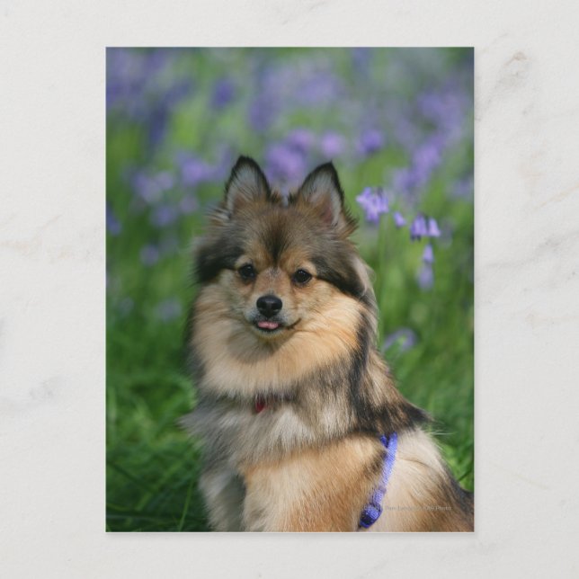 Postal Pomerania en la hierba (Anverso)