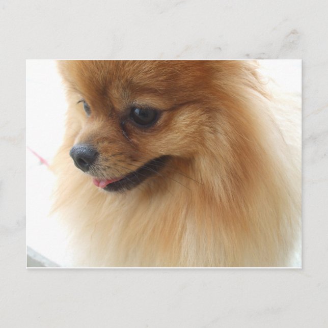 Postal Pomerania Lover (Anverso)