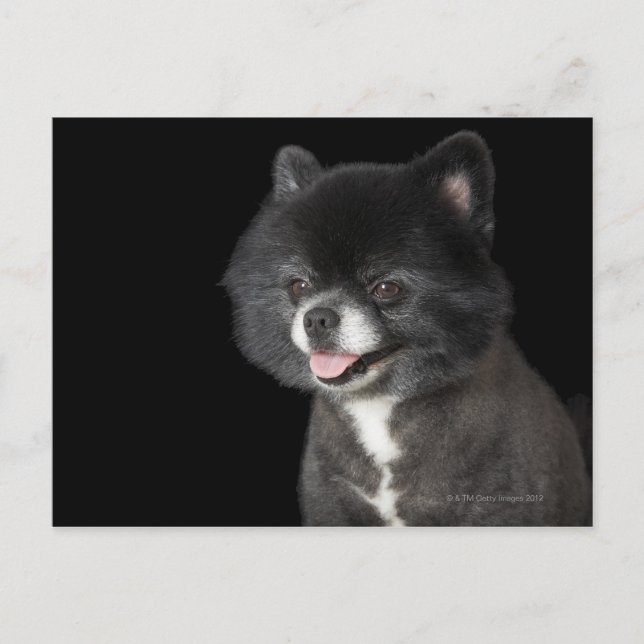 Postal Pomerania negra mirando hacia la izquierda (Anverso)