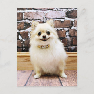 Postal Pomeranian - Abby Vanity Collar