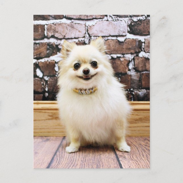 Postal Pomeranian - Abby Vanity Collar (Anverso)