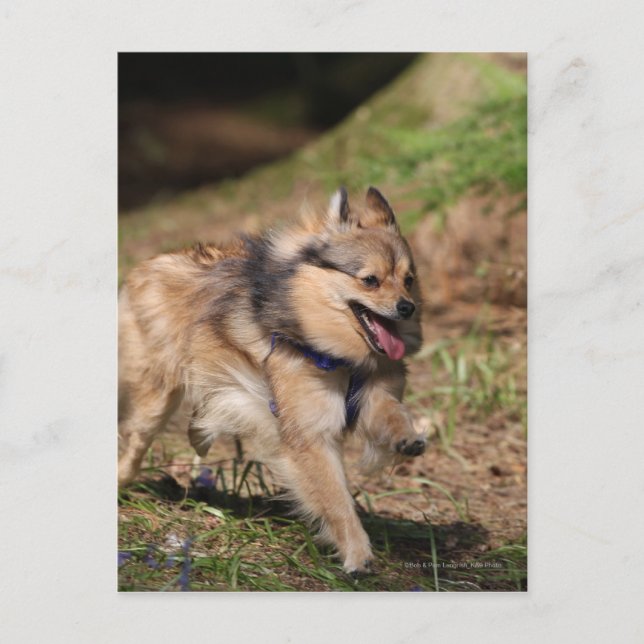 Postal Pomeranian que corre con el arnés encendido (Anverso)