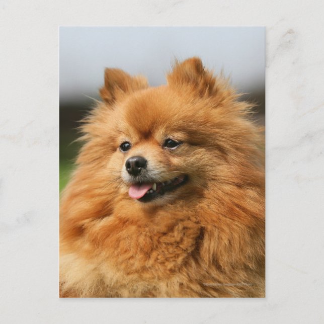 Postal Pomeranian Watching (Anverso)