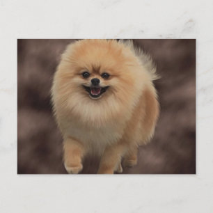 Postal Pomerano