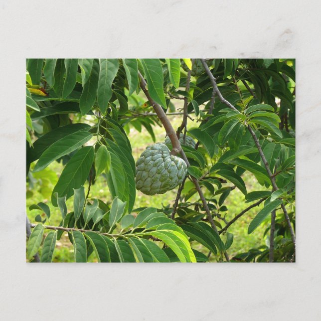 Postal Pomme Cannelle - Martinica, FWI (Anverso)