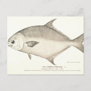 Postal Pompano