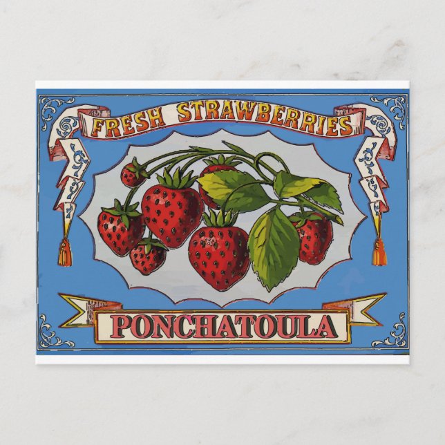 Postal Ponchatoula, La Strawberries (Anverso)