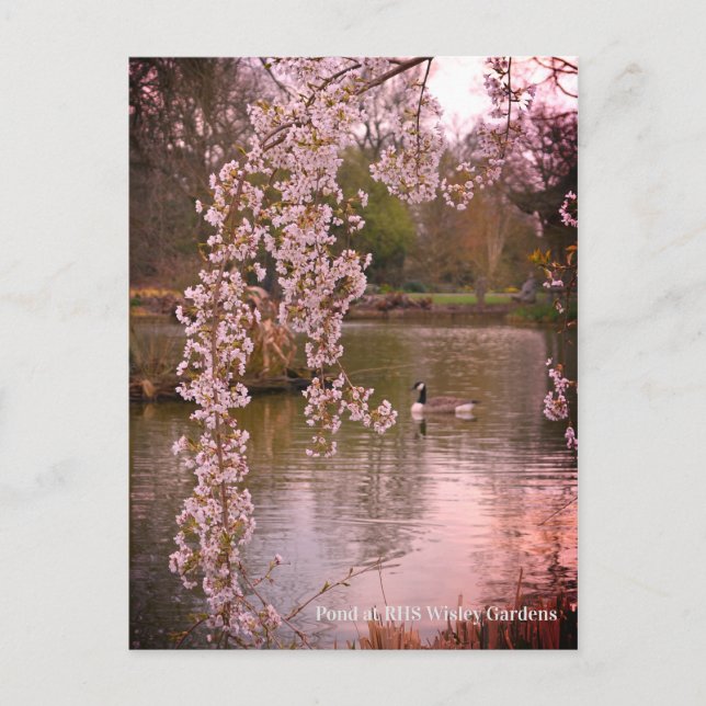 Postal Pond at RHS Wisley, Inglaterra (Anverso)