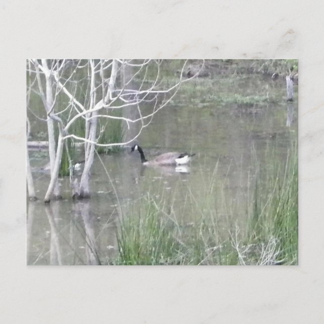 Postal Pond Goose (Anverso)