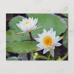 Postal Pond Water-Lily [Postal]