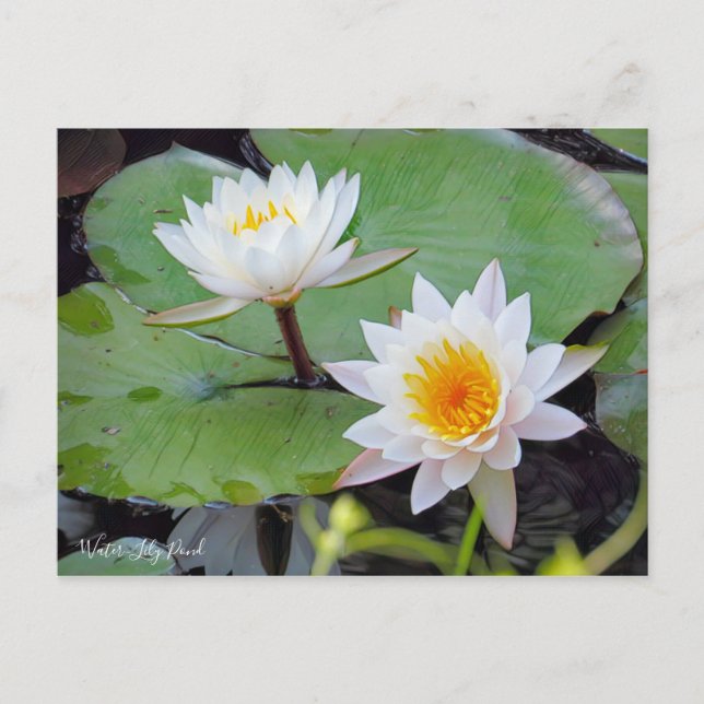 Postal Pond Water-Lily [Postal] (Anverso)