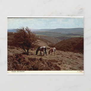 Postal Póneys en Exmoor Vista rural vintage