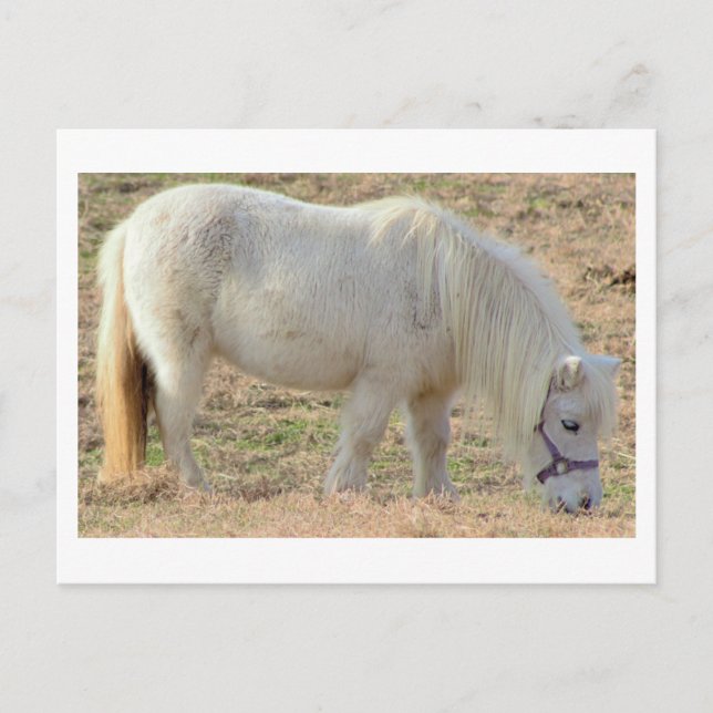 Postal Poni Blanco (Anverso)
