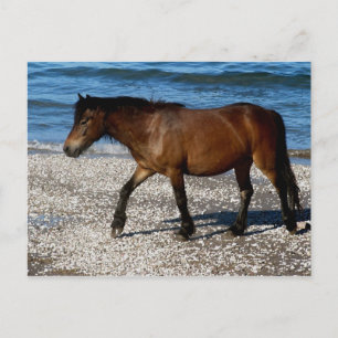 Postal Poni de Dartmoor caminando en la remota playa de D