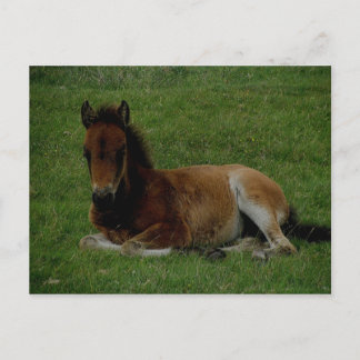 Postal Poni de Dartmoor sobre el descanso.