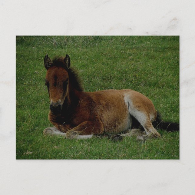 Postal Poni de Dartmoor sobre el descanso. (Anverso)