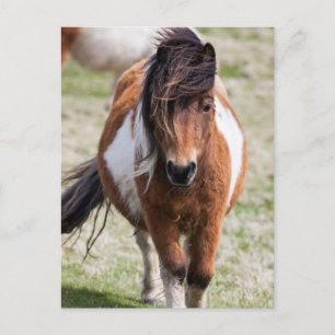 Postal Poni de Shetland, Islas Shetland