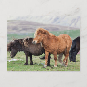 Postal Poni de Shetland, Islas Shetland, Escocia 2