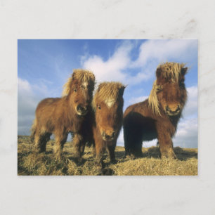 Postal Poni de Shetland, tierra firme Islas Shetland,