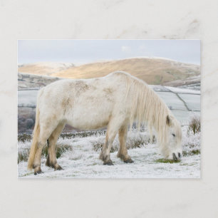 Postal Poni Fell blanco en páramo en invierno