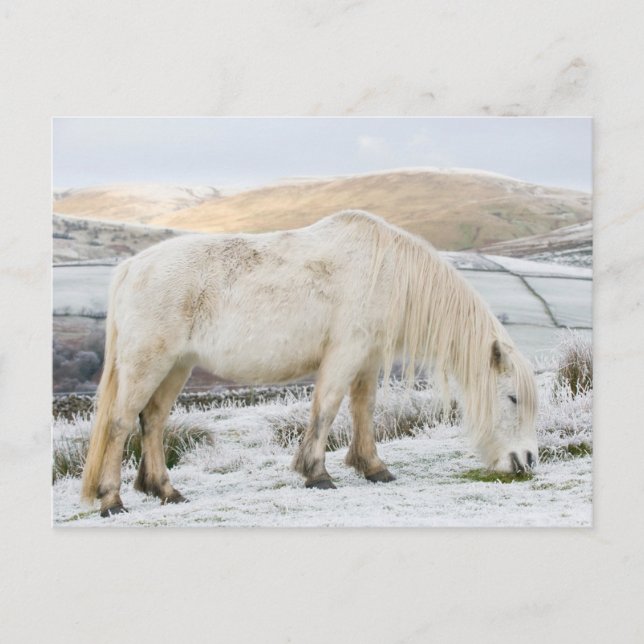 Postal Poni Fell blanco en páramo en invierno (Anverso)