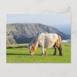 Postal Poni Shetland en pastizal cerca de acantilados alt