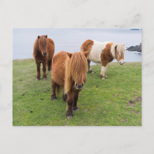 Postal Poni Shetland en pastizal cerca de acantilados alt